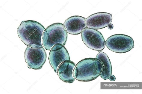 Digital illustration of budding Saccharomyces cerevisiae yeast cells ...