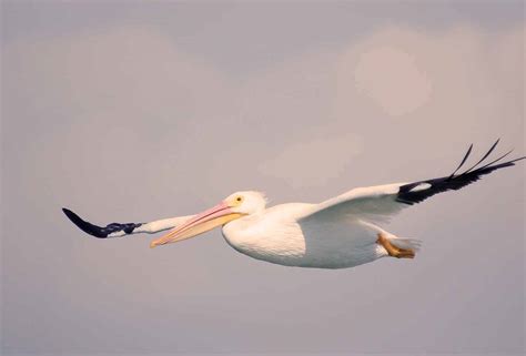 Snowbird Migration Time Again (Or "Adventures in Flying") - Diane Capri ...