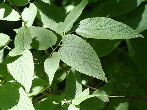 Celtis occidentalis (American Hackberry, Beaverwood, Common Hackberry, False Elm, Hackberry ...