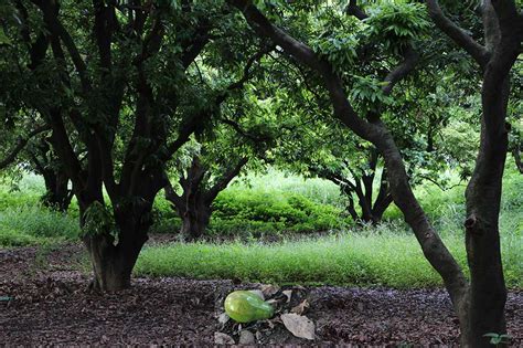 Pinjore Gardens (or Yadavindra Gardens)