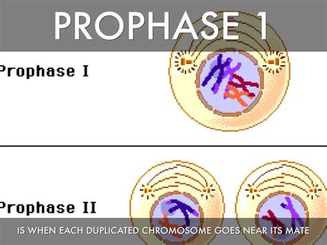 Fajarv: Prophase 1 Definition