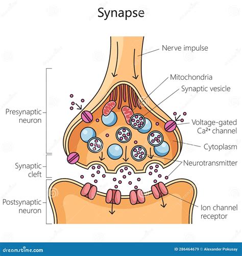 Scheme Nerve Synapse Chemical Synaptic Connection Stock Vector - Illustration of people, neuron ...