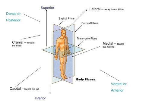 Body Direction