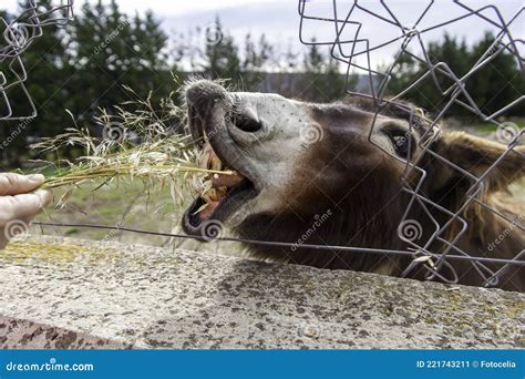 Funny donkey teeth stock image. Image of alone, close - 221743211