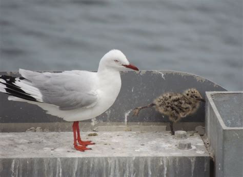 Silver Gulls nesting | BIRDS in BACKYARDS