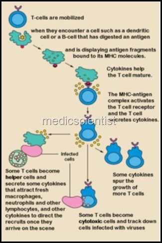 Lymphoid Malignancies Immunological classification Etiology Diagnodis Treatment | MedicScientist ...