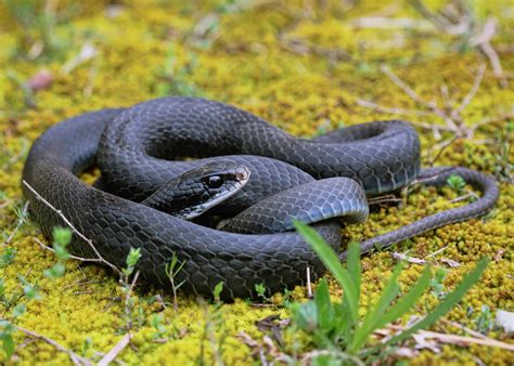 13 Snakes Near the Washington DC Region - AZ Animals