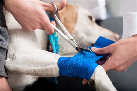 Veterinarian Taking Care of Injured Dog Stock Image - Image of fracture, bandage: 170072643