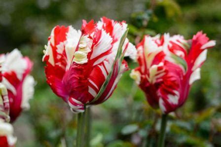 Top 10 Most Beautiful Tulip Flowers - Yabibo