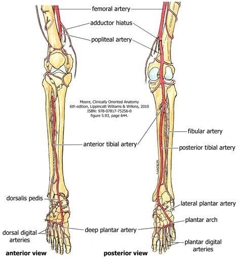 Blood Supply to the Leg and Foot – Human Anatomy for Physician Assistant Students – Unit 4 – Limbs