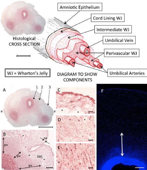 [DIAGRAM] Feather Umbilicus Diagram - MYDIAGRAM.ONLINE