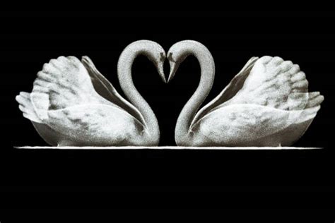 Swan Heart Illustrations, Royalty-Free Vector Graphics & Clip Art - iStock