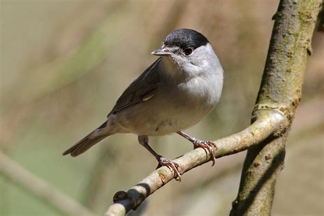 The Eurasian Blackcap | Animal | Life Habitats