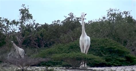 Extremely Rare White Giraffes Have Been Caught On Camera For The First Time