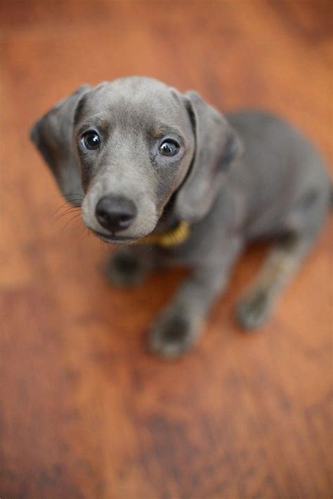 56 best Blue/Isabella Dachshunds images on Pinterest | Dachshund dog, Dachshunds and Little dogs