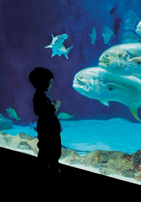 Tennessee Aquarium: Chattanooga, TN | Best Aquariums For Kids ...