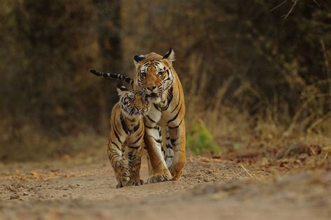 Royal Bengal Tiger With Cub by Shivang Mehta