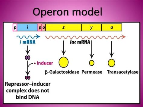 Lac operon