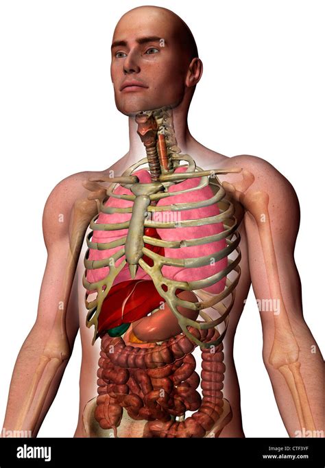 Rib Cage Diagram With Organs