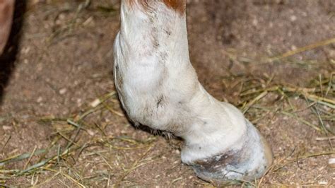 Horse Musculoskeletal Diseases – Tendon Sheath Swelling – The Horse's Advocate