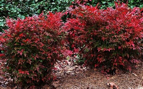 Gulf Stream Nandina - 2.5 Quart - Shrub - Shrubs for Winter Color ...