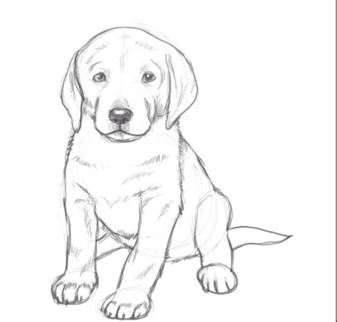 Puppy Lab Dog Drawing