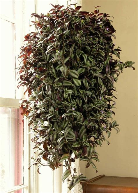 11 Best Indoor Vines And Climbers You Can Grow Easily In Your Home | Balcony Garden Web