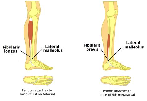 Anterior And Posterior Leg Muscles