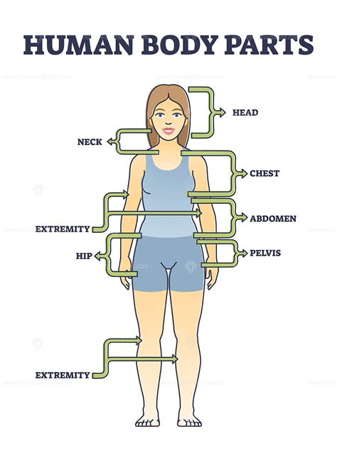 Human Body Parts Anatomy With Basic Physiological Division Outline Diagram | ubicaciondepersonas ...