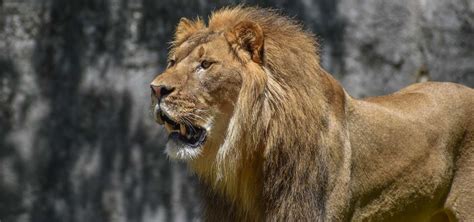 African Lion Habitat | North Carolina Zoo