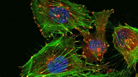 Bioimaging - InnoMol