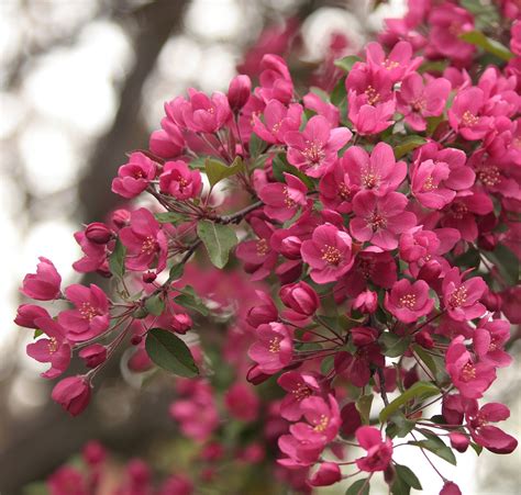 Prairie Fire Crabapple Tree - Uniquely colored magenta blossoms in spr – Online Orchards