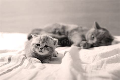 Cute Baby Kittens Playing on the Bed Stock Image - Image of cute ...