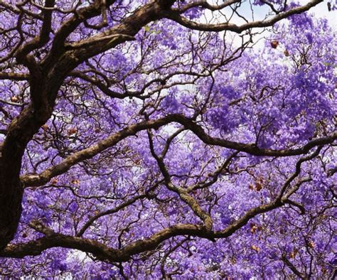 Blue Jacaranda Tree Seeds