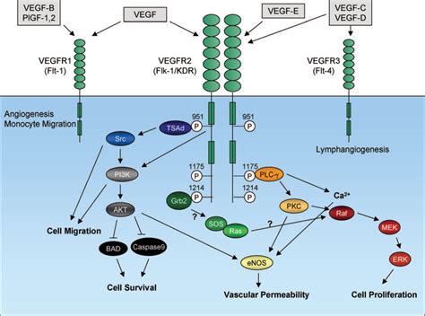 Vascular Endothelial Growth Factor (VEGF) Pathway - Journal of Thoracic Oncology