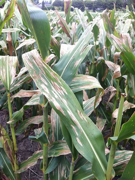 Tackling northern corn leaf blight - Top Crop ManagerTop Crop Manager