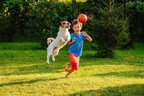 Advantages And Risks Of Pets In The Development Of Children - Bullfrag