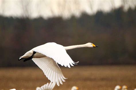 Whooper Swan - Profile | Traits | Facts | Range | Diet | Breeding - Bird Baron