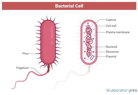 Archaea and Bacteria - Differences, Similarities, Diagrams and Examples ...