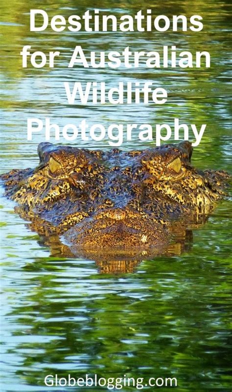 Best Destinations for Australian Wildlife Photography - Globeblogging