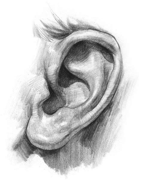 Right Ear vs. Left Ear - PositiveMed | Drawings, How to draw ears, Face drawing