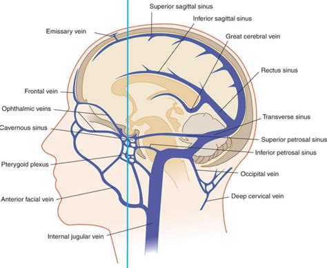 Cerebral circulation, cerebral circulation anatomy, venous circulation of the brain & CSF ...