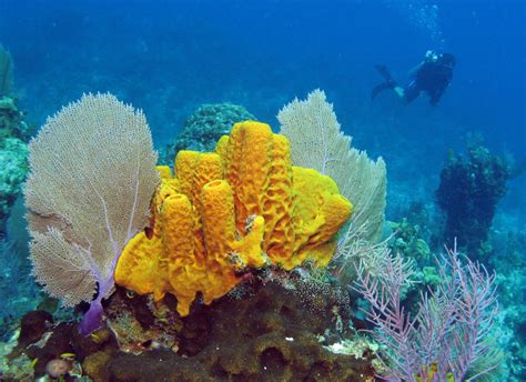 Sponges - Wild Animals News & Facts