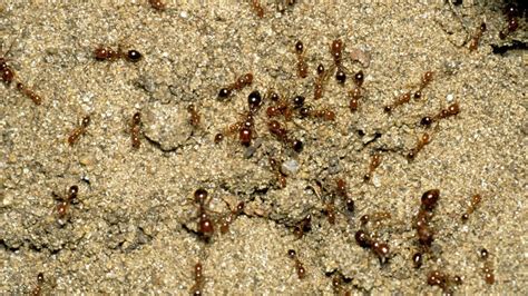 Deadly fire ants at ‘extreme risk’ of spreading out of south-east ...