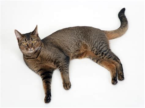 A Quick Guide to Male Cat Behavior: Traits and Personality - Cat Appy