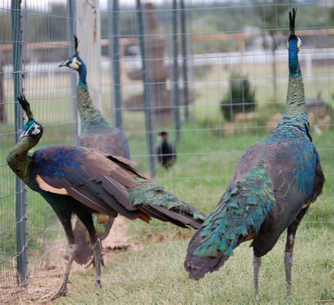 Animals World: afican animals of different peacocks gallery