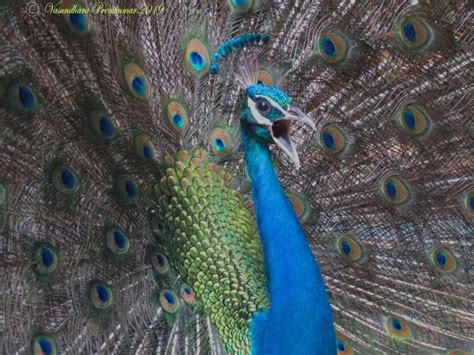 The Call of the Peacock - | Focusing on Wildlife