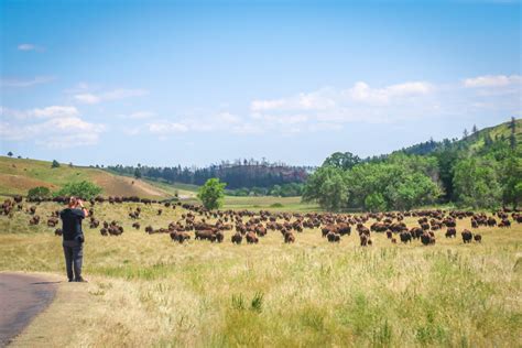 Custer State Park Wildlife Loop: How to See Amazing Wildlife