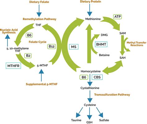 What I'd Really Love to Tell You About the Methylation Cycle - IntegratedHealthBlog.com ...