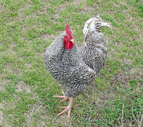 Hibiscus House: Spot The Barred Rock Rooster